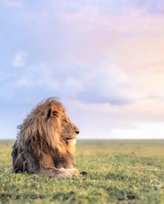 a lion sitting in the middle of a grassy field