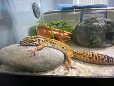 a gecko sitting on top of a rock in an aquarium