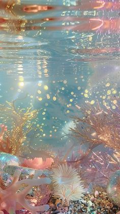 an underwater scene with corals and starfish in the water, as seen from below