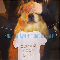 A blindfolded surprise. Adorable maternity photo ideas with your dog! #maternity #pregnancy #photos #announcement Baby Announcement With Dog, Pregnancy Reveal Photos, Dog Baby Announcement, Dog Pregnancy Announcement, Cute Pregnancy Announcement, Pregnant Dog, Foto Baby, After Baby, Baby Reveal