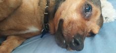 a brown dog laying on top of a bed