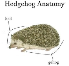 an image of a hedgehog anatomy on a white background with the words hedgenog anatomy below it