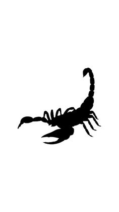 a scorpion silhouetted against a white background