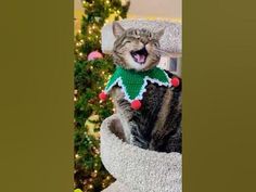 a cat wearing a christmas sweater sitting on top of a scratching post in front of a christmas tree