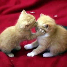 two kittens are playing with each other on a red blanket and one is touching its face