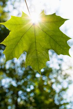 the sun shines on a green leaf in front of some trees royalty images and stock photos