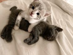 two kittens laying on top of each other on a white bed sheet, one is looking at the camera