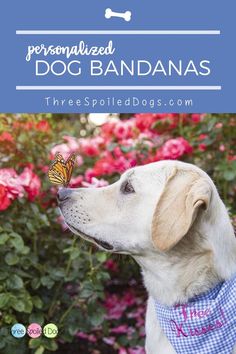 a dog with a butterfly on its nose and the words personalized dog bandanas