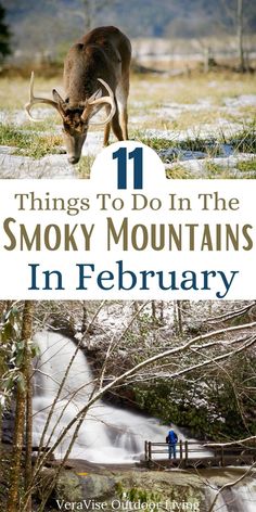 a deer with the title 11 things to do in the smoky mountains in february