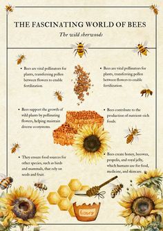 the fascinating world of bees info sheet with honeycombs, sunflowers and beehive