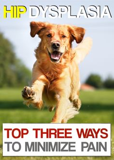 a dog jumping up in the air with its front paws on top of a sign that says, top three ways to minimize pain