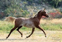 a brown horse running across a dry grass covered field with trees in the back ground