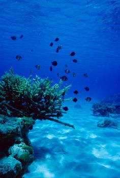 a bunch of fish that are swimming in the water near some rocks and corals