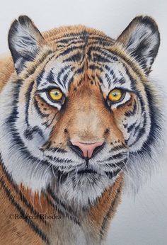 a drawing of a tiger's face with yellow eyes and brown fur, on a white background