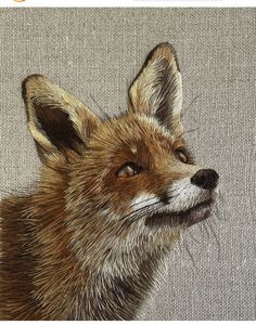 a drawing of a fox's head on a gray background with an orange and white border