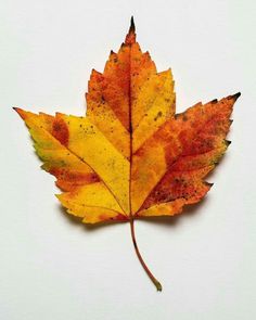 an orange and yellow leaf laying on top of a white surface