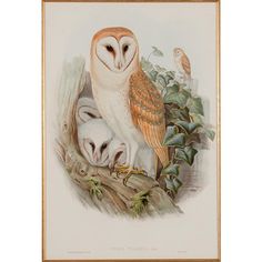 an owl and two baby owls sitting on top of a tree branch