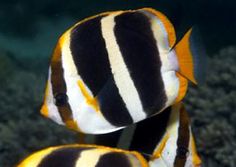 two black and white striped fish in an aquarium