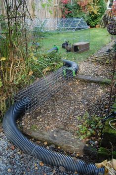 an outdoor garden area with various plants and animals in the fenced off area next to it