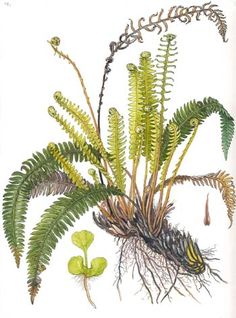 an illustration of ferns and other plants on a white background