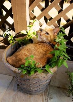 an orange and white cat laying in a potted plant