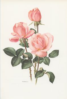 three pink roses with green leaves on a white background