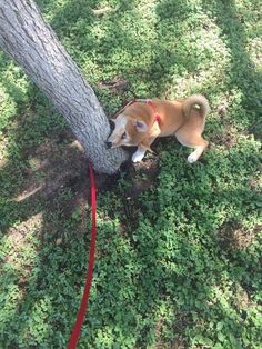 a dog tied to a tree with a red leash