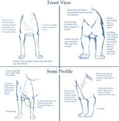 the front and back view of a dog's body, showing how to draw it