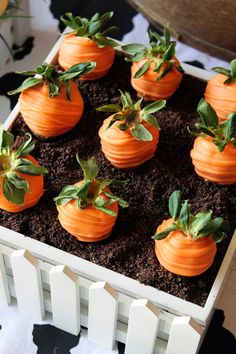 there are many small pumpkins in the soil