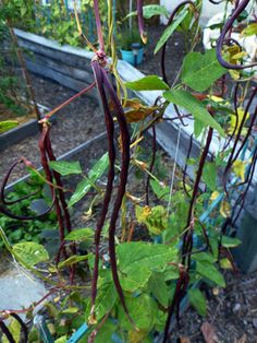 the vines are growing on the plant in the garden