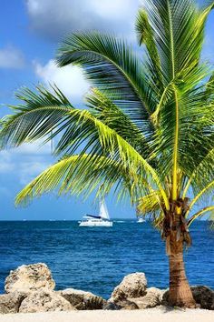 a palm tree sitting on top of a sandy beach next to the ocean with a boat in the distance