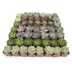 a group of succulents are arranged in the shape of a pyramid on top of each other