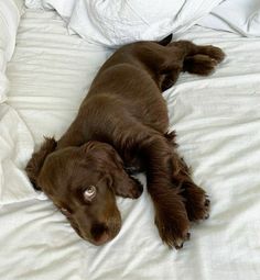 a brown dog laying on top of a white bed