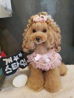 a poodle dog dressed up in a pink dress and holding a sign that says happy birthday