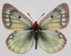 a close up of a butterfly on a white background