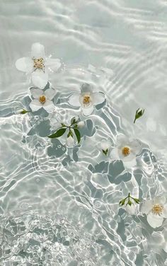 some white flowers floating on top of water