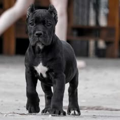 a black and white puppy is standing on the ground