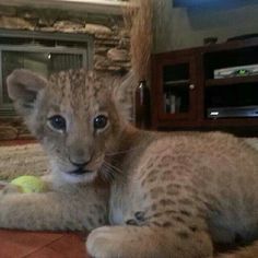 a baby lion cub is laying on the floor with a tennis ball in its mouth