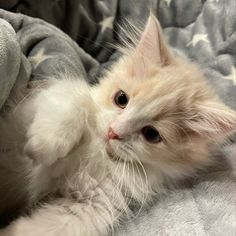 an orange and white kitten laying on top of a bed next to a gray blanket