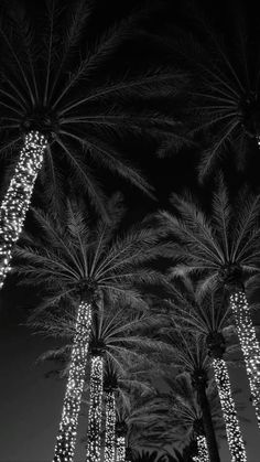 black and white photograph of palm trees at night