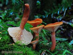 two mushrooms are growing on the mossy ground