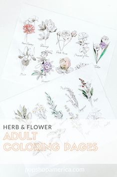 herb and flower adult coloring pages with text overlay that reads herb and flower adult coloring pages