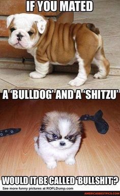 Shitzu Puppies, Animal Humour, Bulldog Funny, Hilarious Photos