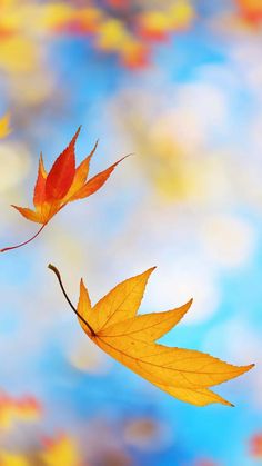 two autumn leaves floating in the air on a blue and yellow background with white clouds