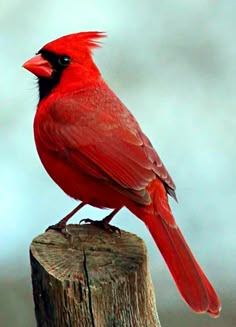 a red bird sitting on top of a wooden post