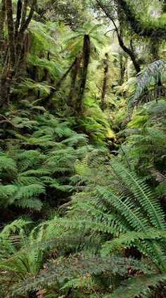 the ferns are growing on the side of the hill in the forest, and there is no image here to provide a caption for