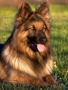 a large brown dog laying on top of a lush green field