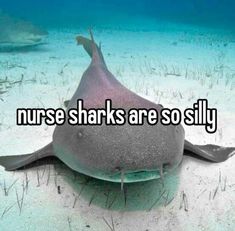 a shark with the words nurse sharks are so silly