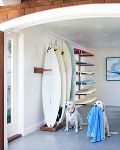 two dogs are standing in front of surfboards on the wall and one dog is holding a towel