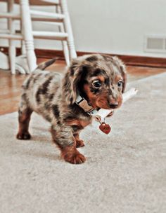 a small brown and black dog standing on top of a carpet